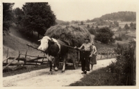 Farming in Růžďka / 1950s