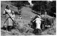 Farming in Růžďka / 1950s