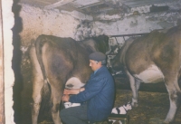 Josef Nedved milking his cows, Eibenthal, undated