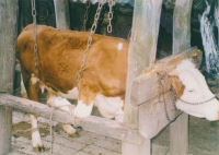 Cow forging, undated