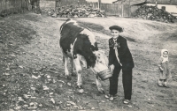 A future husband with his parents' cow at the time when he might have been around fifteen years old, Rovensko,