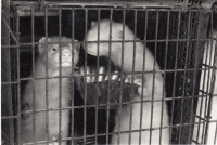 Minks from the fur farm in Heřmanice near Jaroměř, where the witness worked