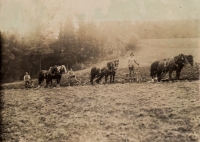 Agricultural work in Nová Ves