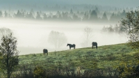 Fotografie ze série Šumavská odysea