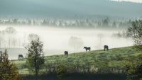 Fotografie ze série Šumavská odysea