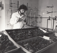 Jan Kaňák při extrakci semen šišek za účelem zjišťování klíčivosti v laboratoři Arboreta Sofronka v roce 1981