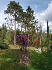 View of the Sofronka Arboretum