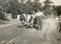 Father Stanislav Losert leads their two cows to the field, on the left the fence of the family house, in the background the railing of the bridge in Loděnice, early 1950s