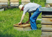 Beekeeping, 2008