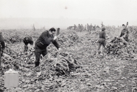 Dad Zdenek Pavlovsky starts the beet campaign as a clerk in 1974