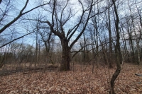 There was a brickyard and a house that the Poles burned down in November 1945.