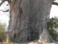 František Pelc u jednoho z nejmohutnějších stromů na světě. Národní Park Bwabwata, Namibie, 2007