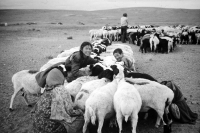 Gathering sheep before milking, Mongolia, 1979