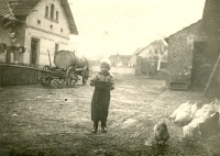 Václav Sobotka v Bolehošťské Lhotě krmí slepice 24. 4. 1945