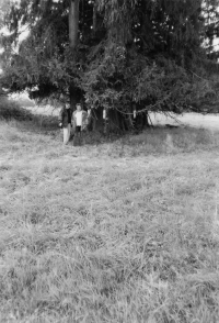 Trees in present-day Přední Zvonková, probably planted by the witness's father, probably where their house stood