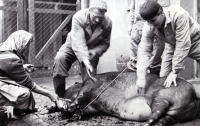 Matka pamětnice (vlevo), bratr Vlastimil (vpravo) / zabíjačka / Hamiltony / kolem roku 1967