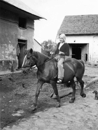 Jeden z koní pocházející od chovné klisny Kubných v Kobeřicích / na koni příbuzná Ewalda Kubná