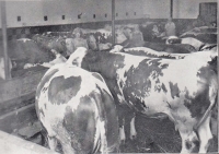 Cattle stables on Ludmila Zatloukalová-Coufalová's farm, modern feeding alley in the middle