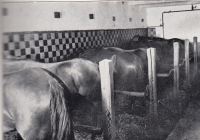 Stables for horses on Ludmila Zatloukalová-Coufalová's farm