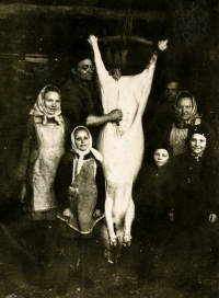 Pig killing on the farm in Slavkov, photo probably from 1945, the boy on the right is Antonín Najser