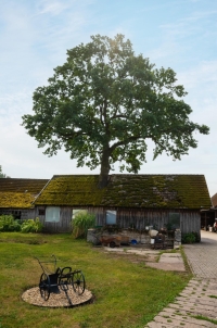 Oak on the farm , Prosečné