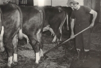 At work in JZD (Unified Agriculture cooperative), 1980s