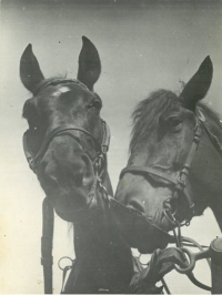 Gita and Frajerka, horses of the Basař family, Prosečné, about 1960