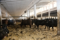 Cattle in cowshed, Prosecny