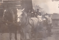 Leopoldina Čermáková on a wagon in a white dress, Heřmaničky, ca. 1947