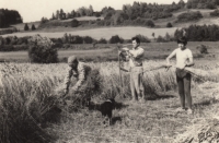 Alena Dixon, née Trčková, and her parents Karolina and Petr Trčkas in Kolinec in their field under Hůrka, 1970