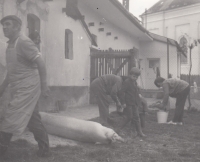 Pig killing feast in Opava, 1970s