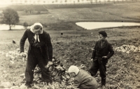 Harvesting turnips with brothers Mirek and Pavel, 1954