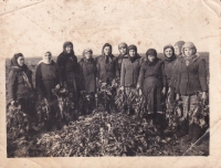 Oleksandra Papina's grandmother harvesting beetroot, 1950s