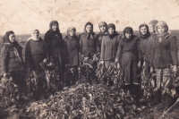 Oleksandra Papina's grandmother harvesting beetroot, 1950s