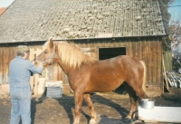 With horse Jurášek, Prosečné, about 1999