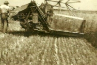 Harvest on the farm in Drinov, about 1950