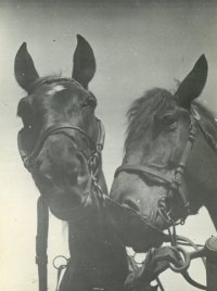 Gita and Frajerka, horses of the Basař family, Prosečné, about 1960